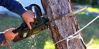 Best Tree Preservation Services  in Tehaleh, WA